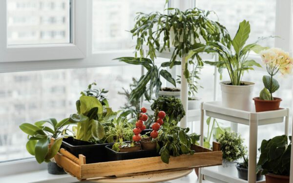 Horta Vertical em Apartamento: Desvendando os Segredos do Cultivo Sustentável em Espaços Pequenos