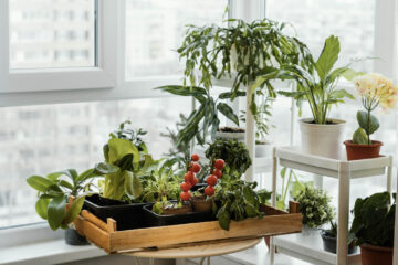 Horta Vertical em Apartamento: Desvendando os Segredos do Cultivo Sustentável em Espaços Pequenos