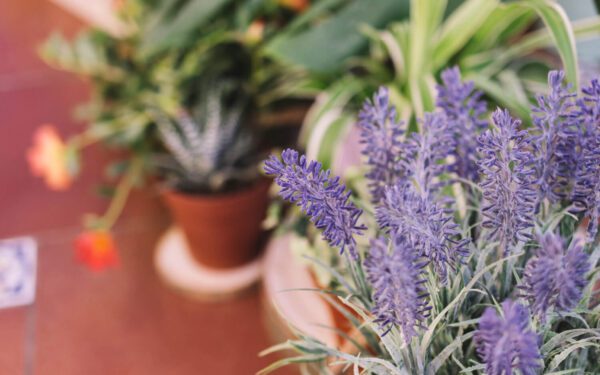 Guia Simples para Plantar e Cuidar de Lavanda em Vaso