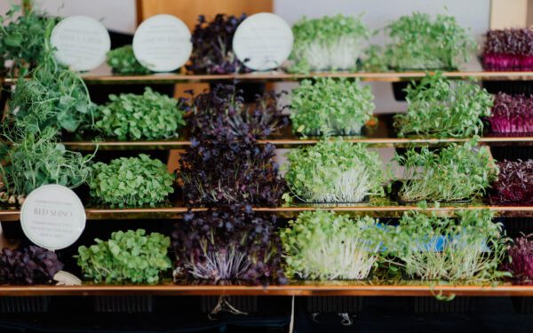 Mini Horta em Apartamento: Cultivando o Verde no Espaço Urbano