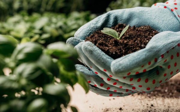 Adubo Bokashi: Simples, Sustentável e Perfeito para Hortas Urbanas!