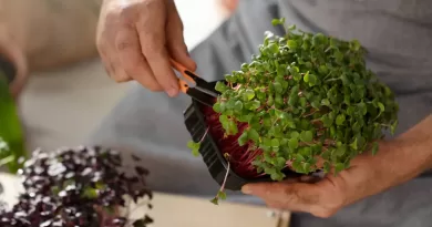 Adubo de liberação lenta