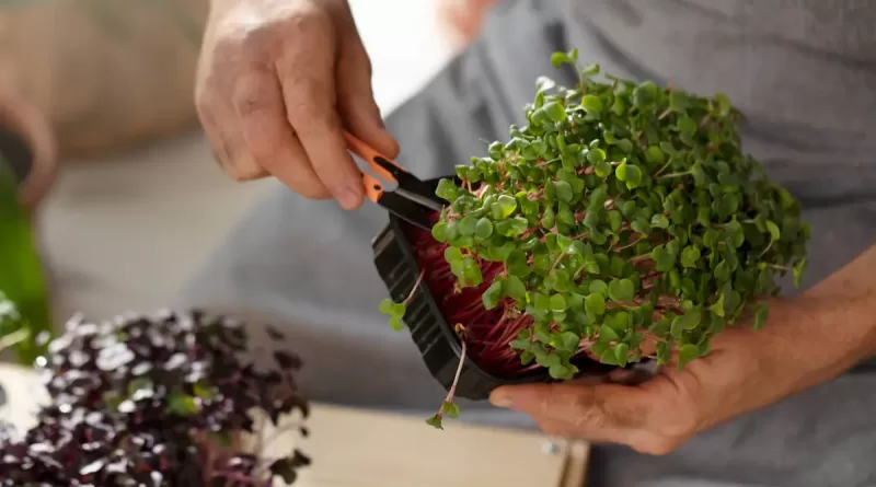 Adubo de liberação lenta