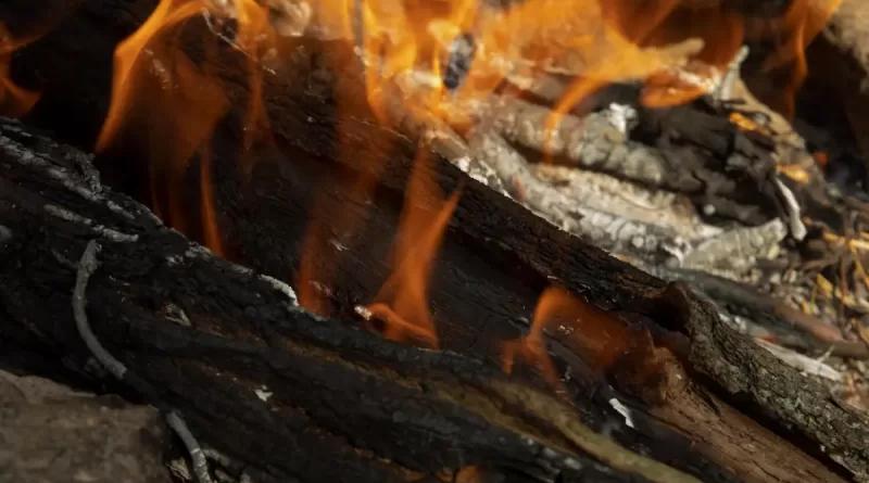 Cinzas-de-Madeira_texto