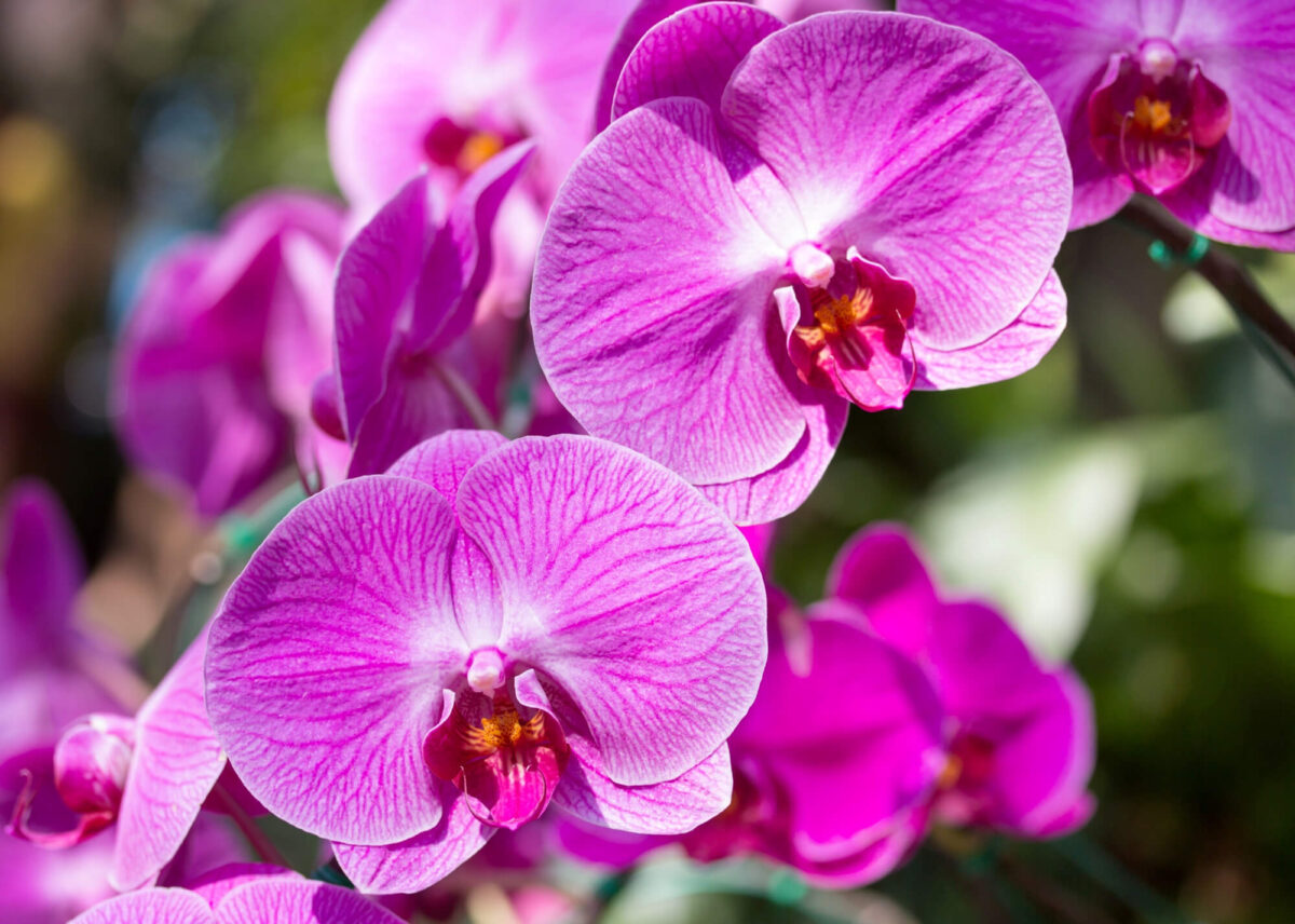 Orquídeas