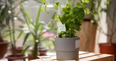 Vasos-Autoirrigaveis