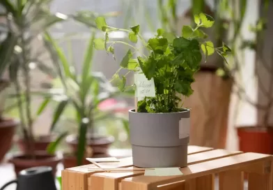 Vasos-Autoirrigaveis