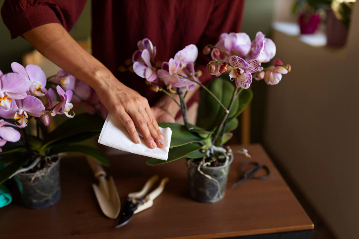 orquídea limpando