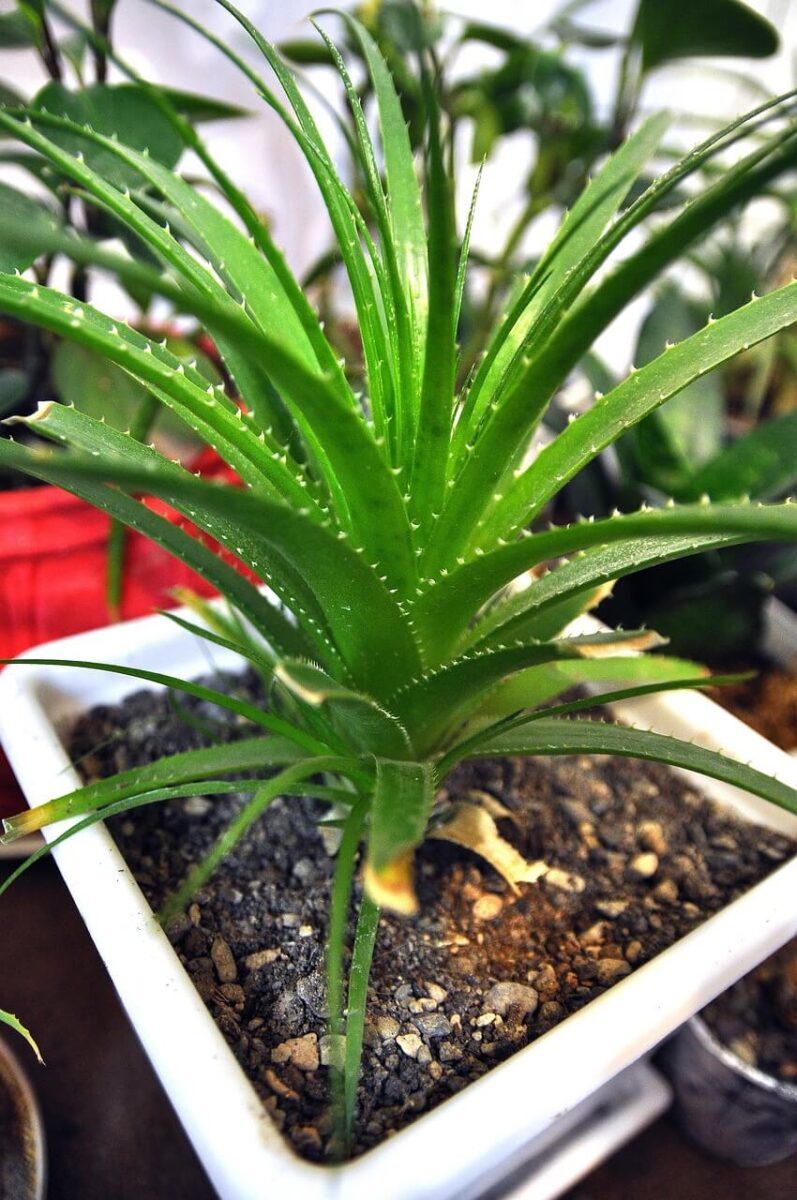 Babosa - plantas para jardim resistentes ao sol