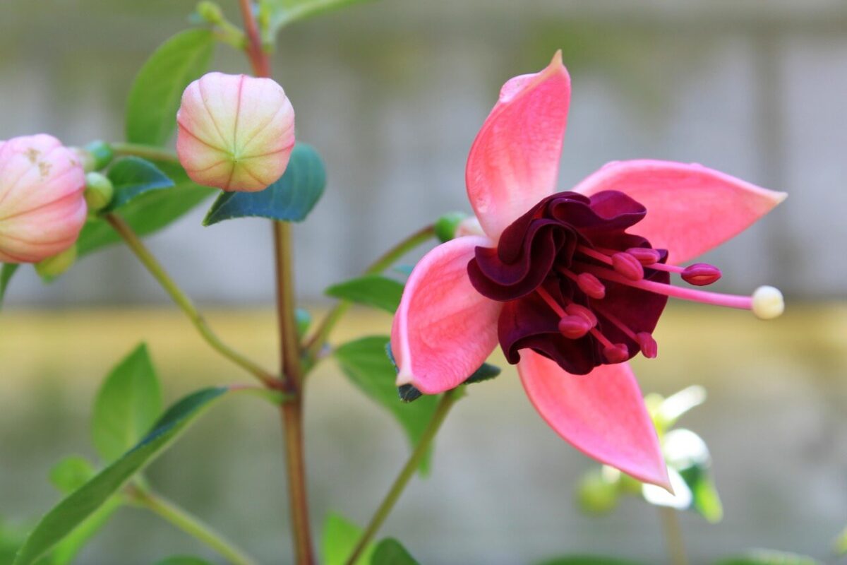 Brinco-de-Princesa - Fuchsia hybrida - Flores que Atraem Beija-flor e Borboletas