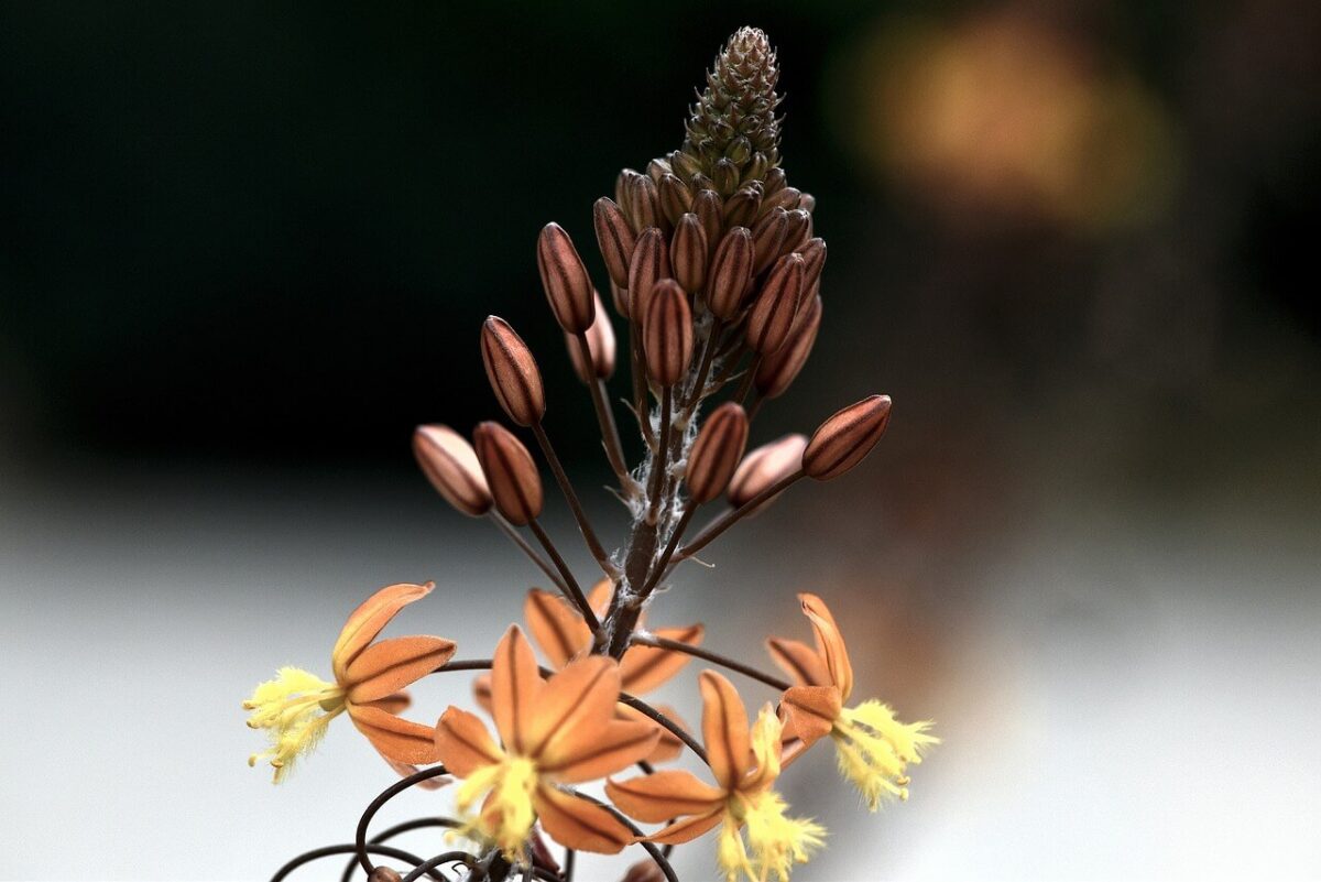 Bulbine
