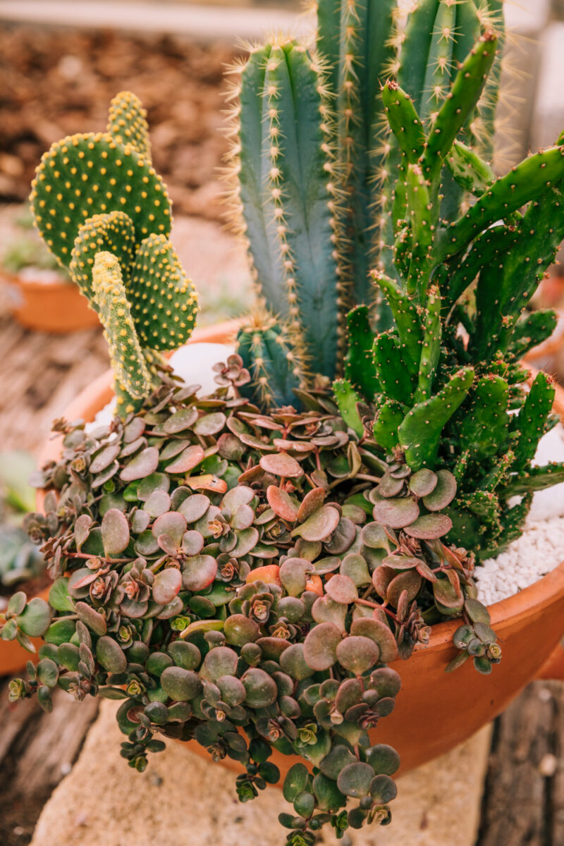 Cacto - plantas para jardim resistentes ao sol