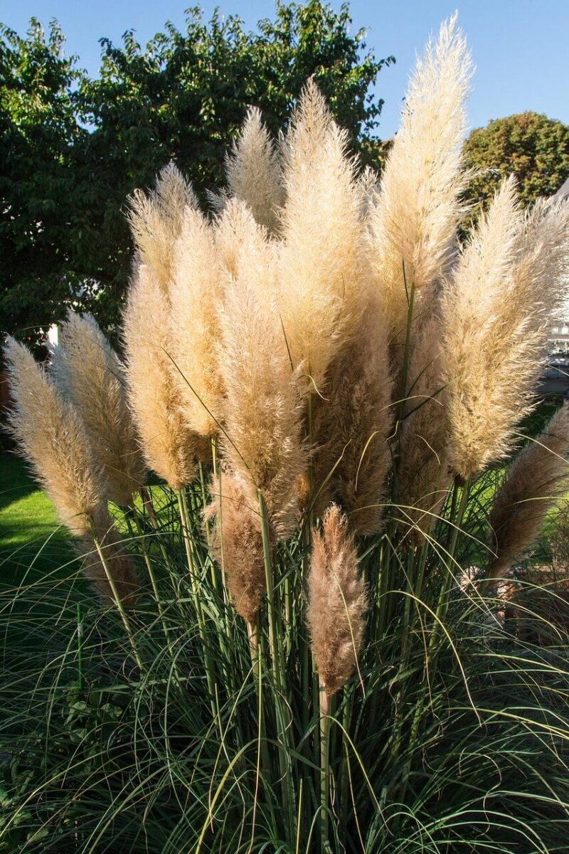 Capim dos Pampas