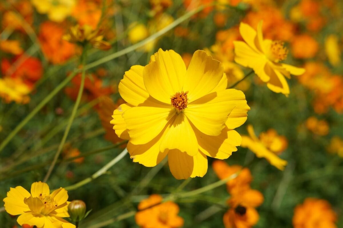 Cosmos