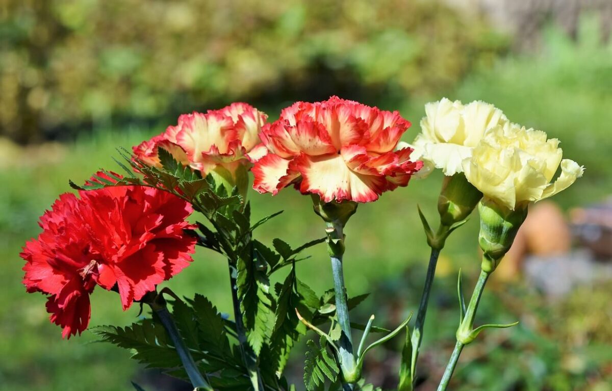 Significado das Flores Cravos