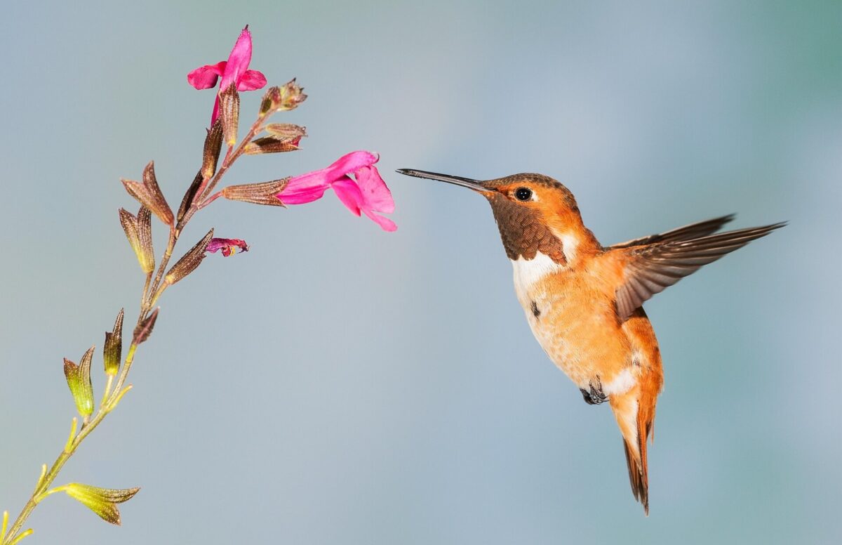Flores que Atraem Beija-flor e Borboletas
