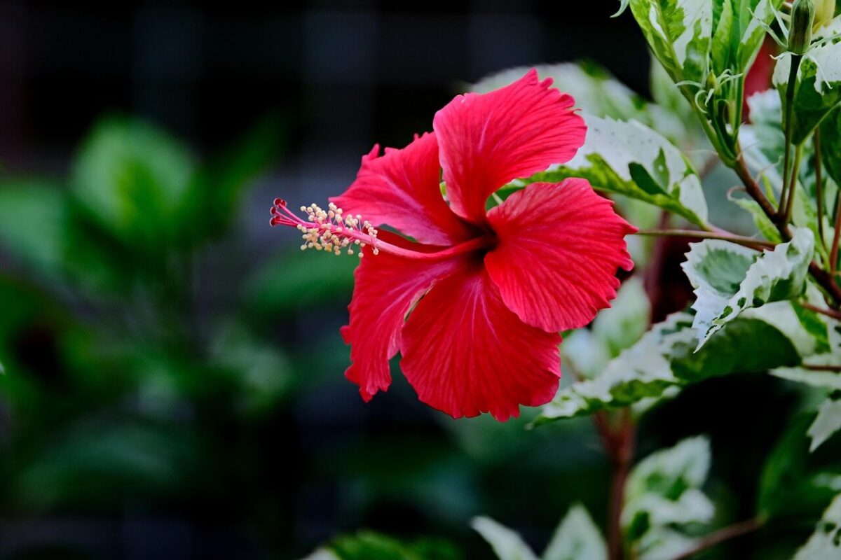 Hibisco - Flores que Atraem Beija-flor e Borboletas