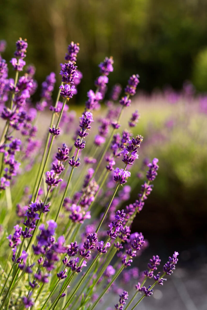lavanda - plantas para jardim resistentes ao sol