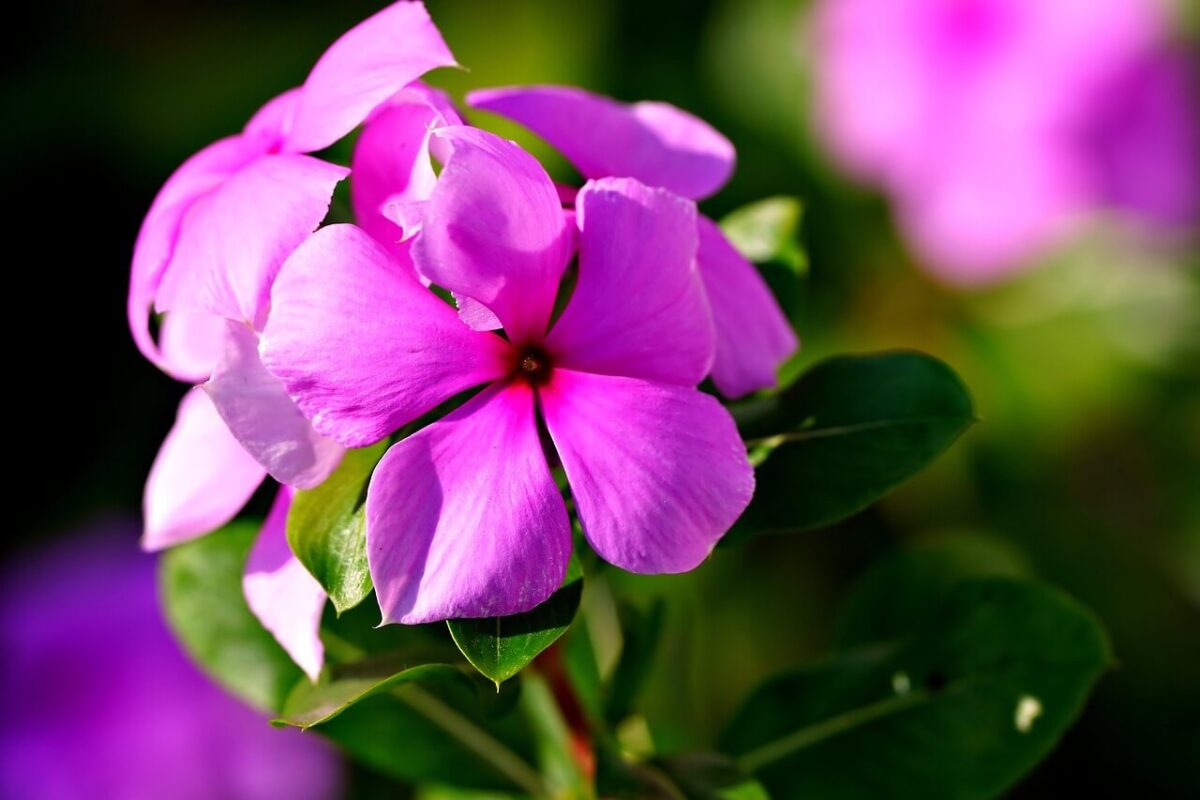 Pervinca