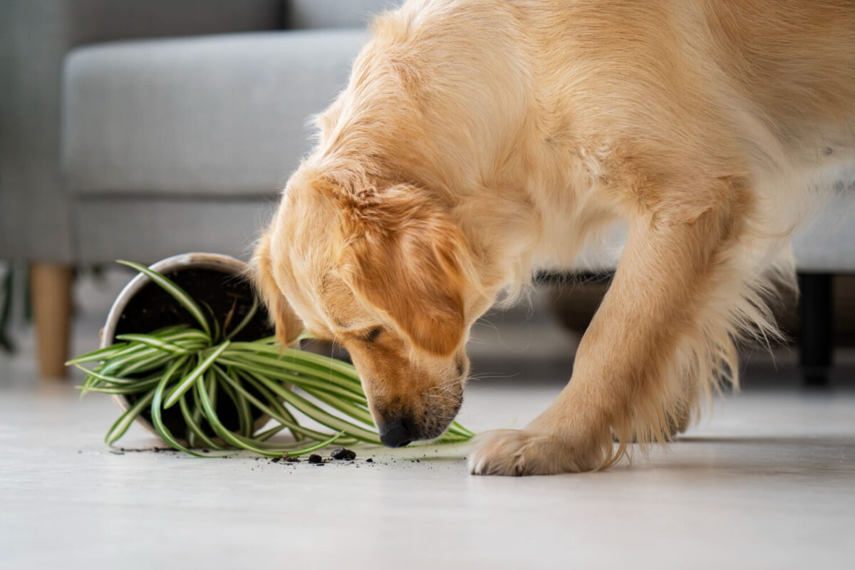 Plantas Tóxicas para Cães Guia para Salvar seu Melhor Amigo!