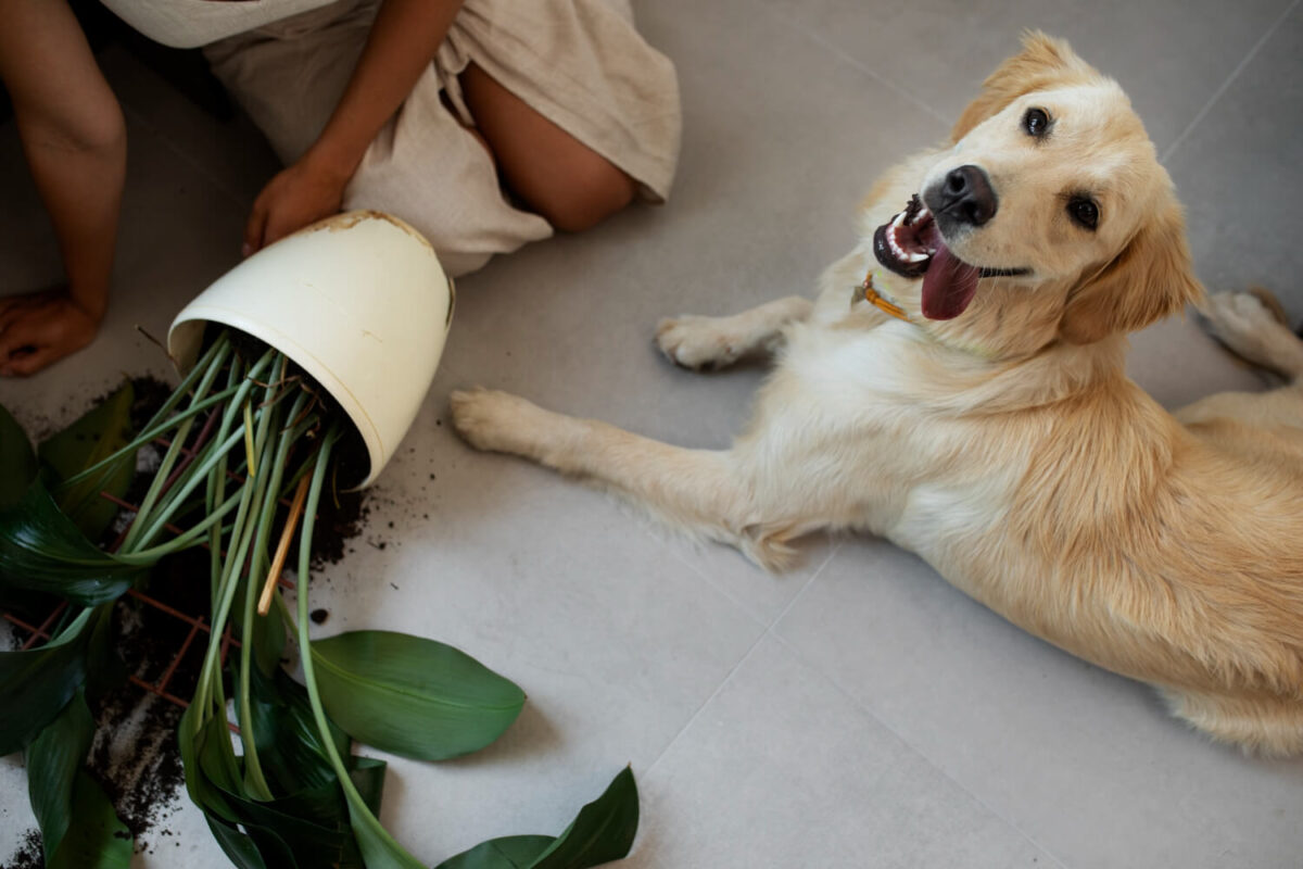 Plantas Tóxicas para Cães: Guia para Salvar seu Melhor Amigo!