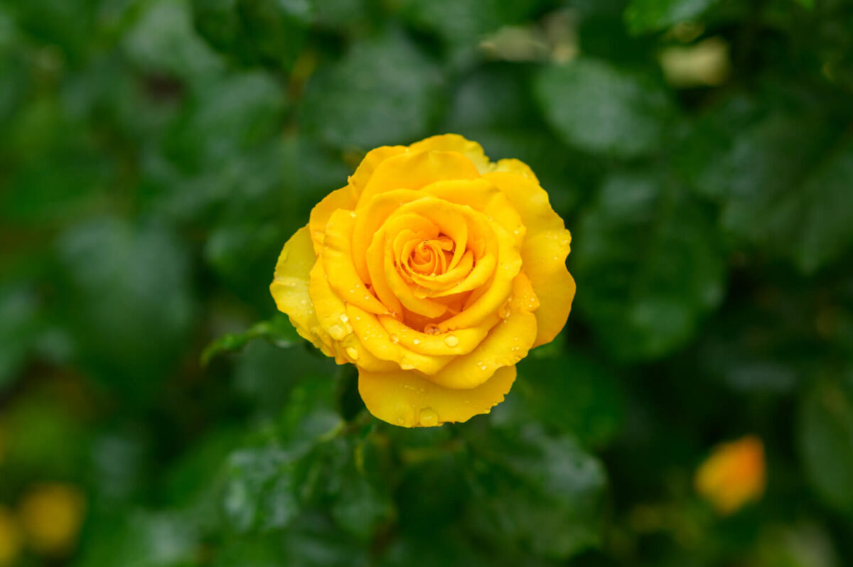 Significado das Flores Rosas Amarelas