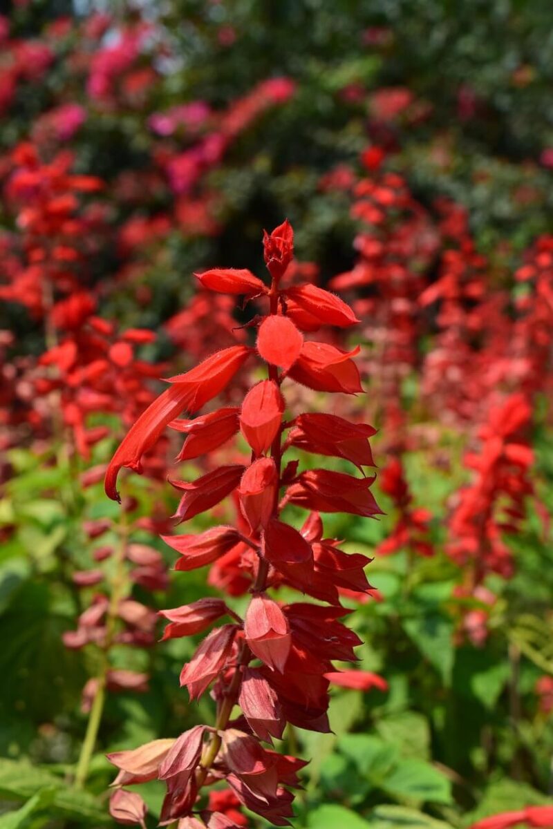 Sálvia vermelha - Flores que Atraem Beija-flor e Borboletas