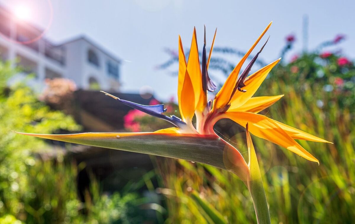 Strelitzia - plantas para jardim resistentes ao sol