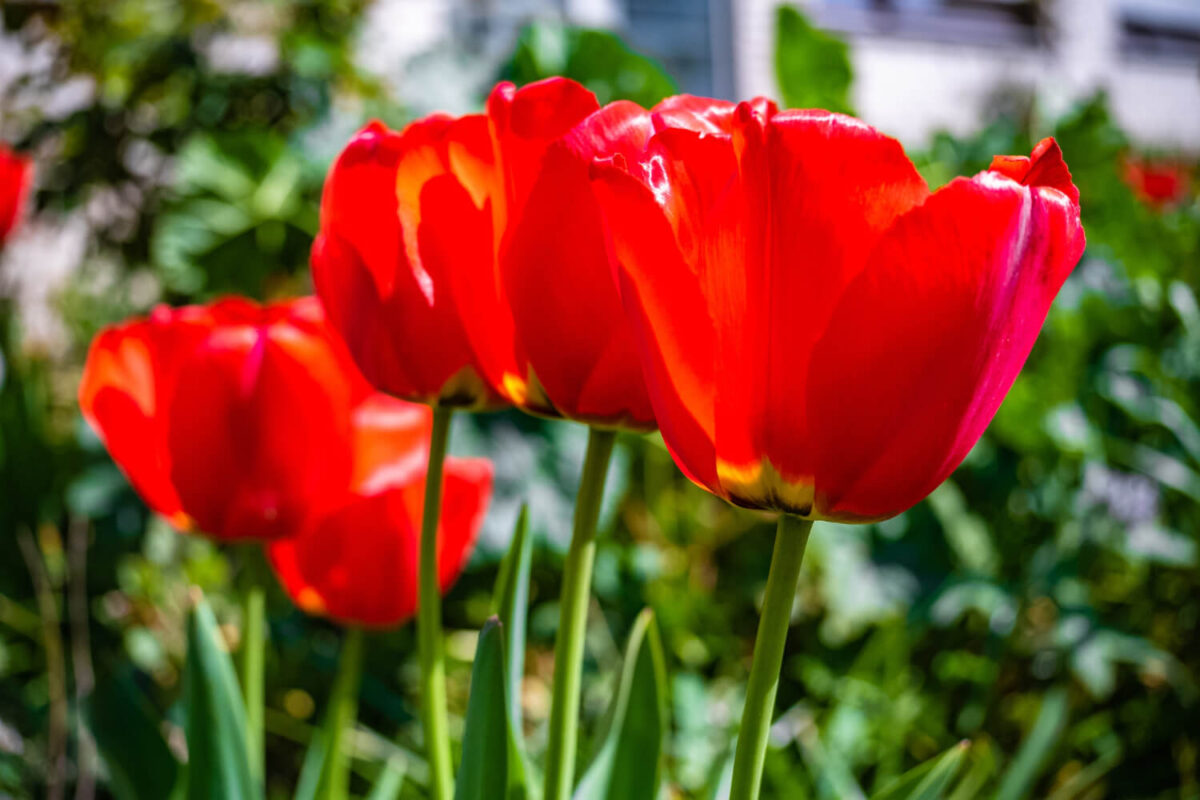 Significado das Flores Tulipas Vermelhas