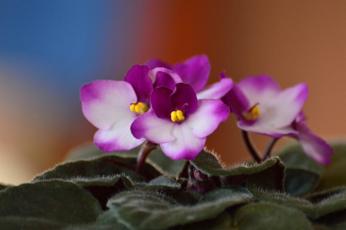 Violeta-africana