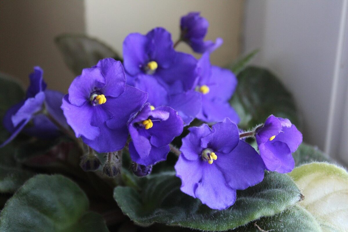 Violeta africana
