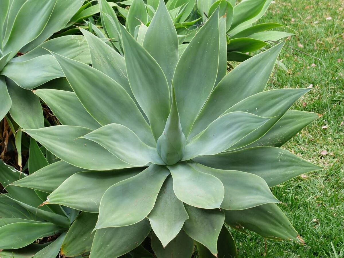 dragon-tree-agave - plantas para jardim resistentes ao sol