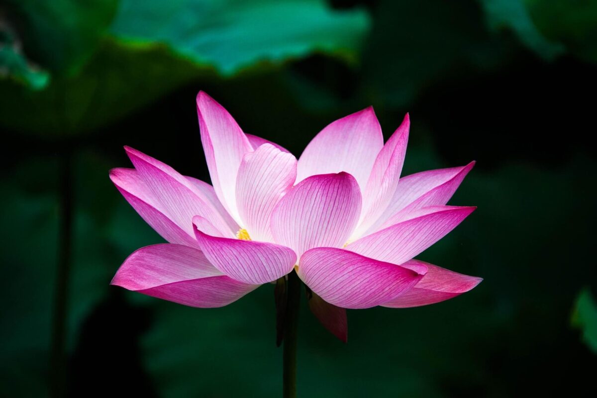 significado da flor de lótus
