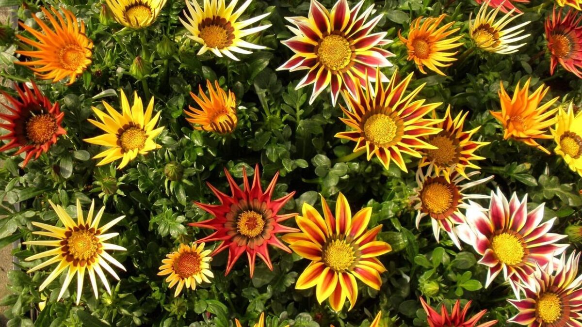 gazania