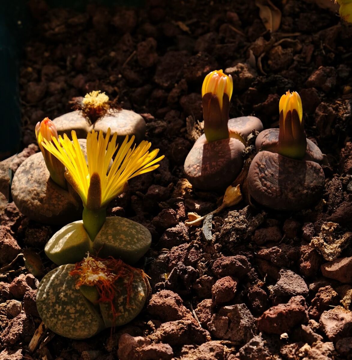 lithops