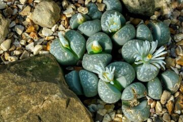 lithops