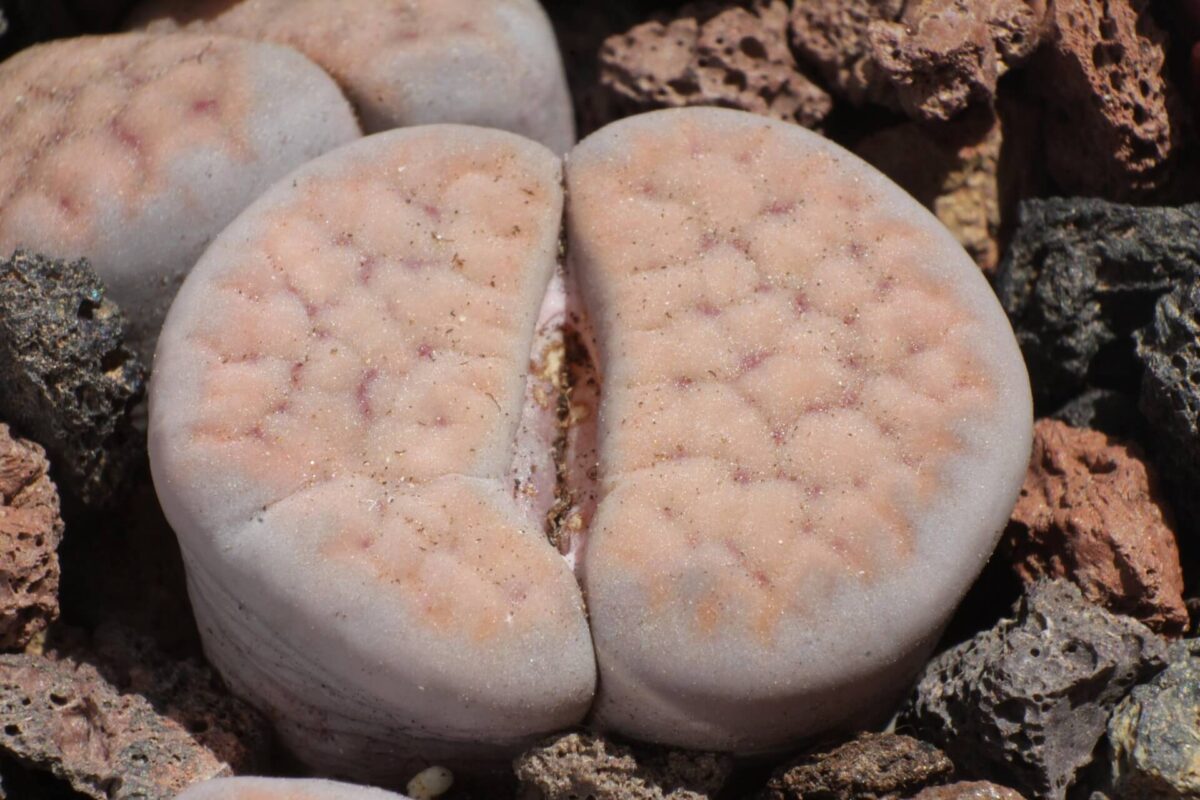 lithops schwantesii