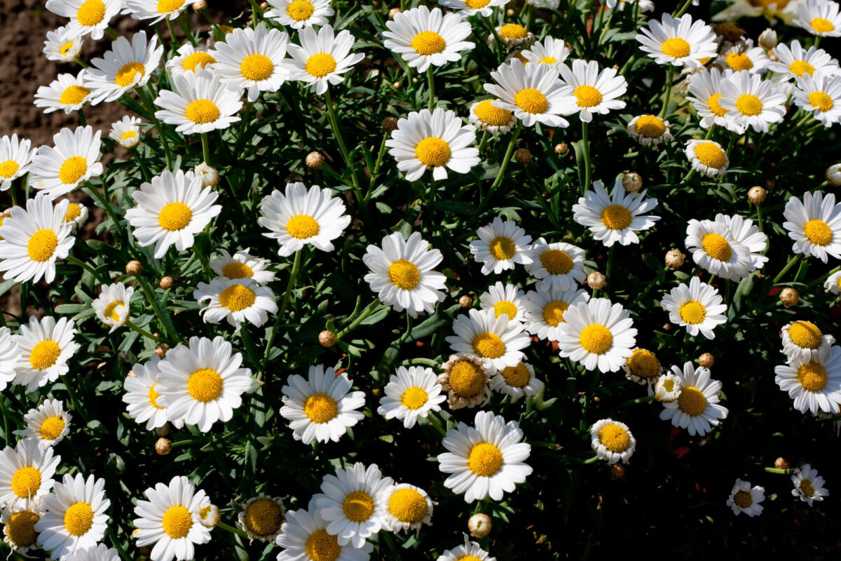 margaridas
