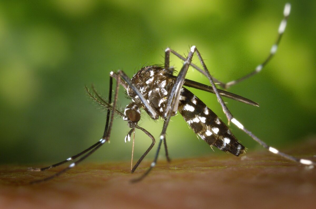 Plantas que Repelem Mosquitos