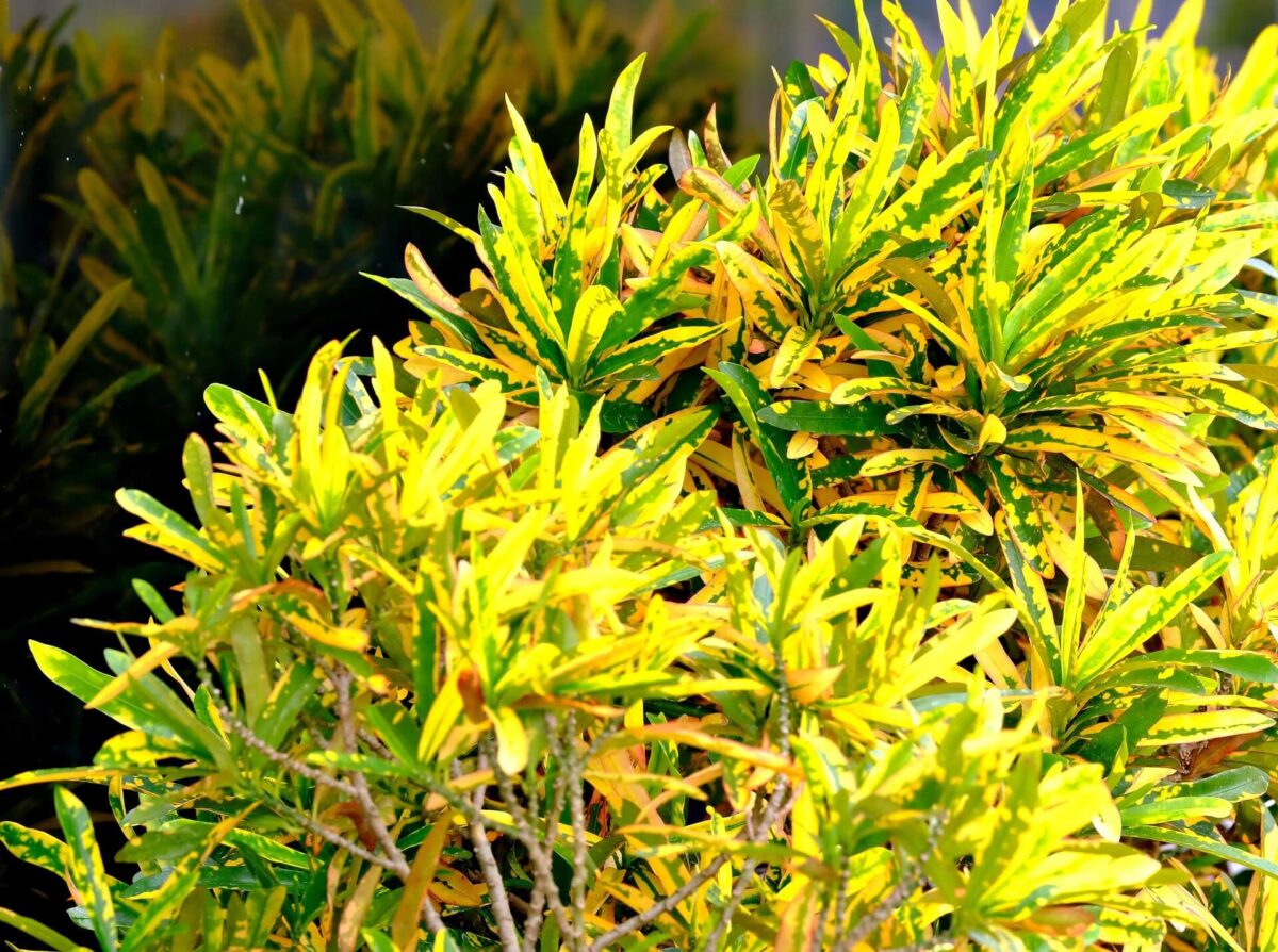 Croton brasileirinho