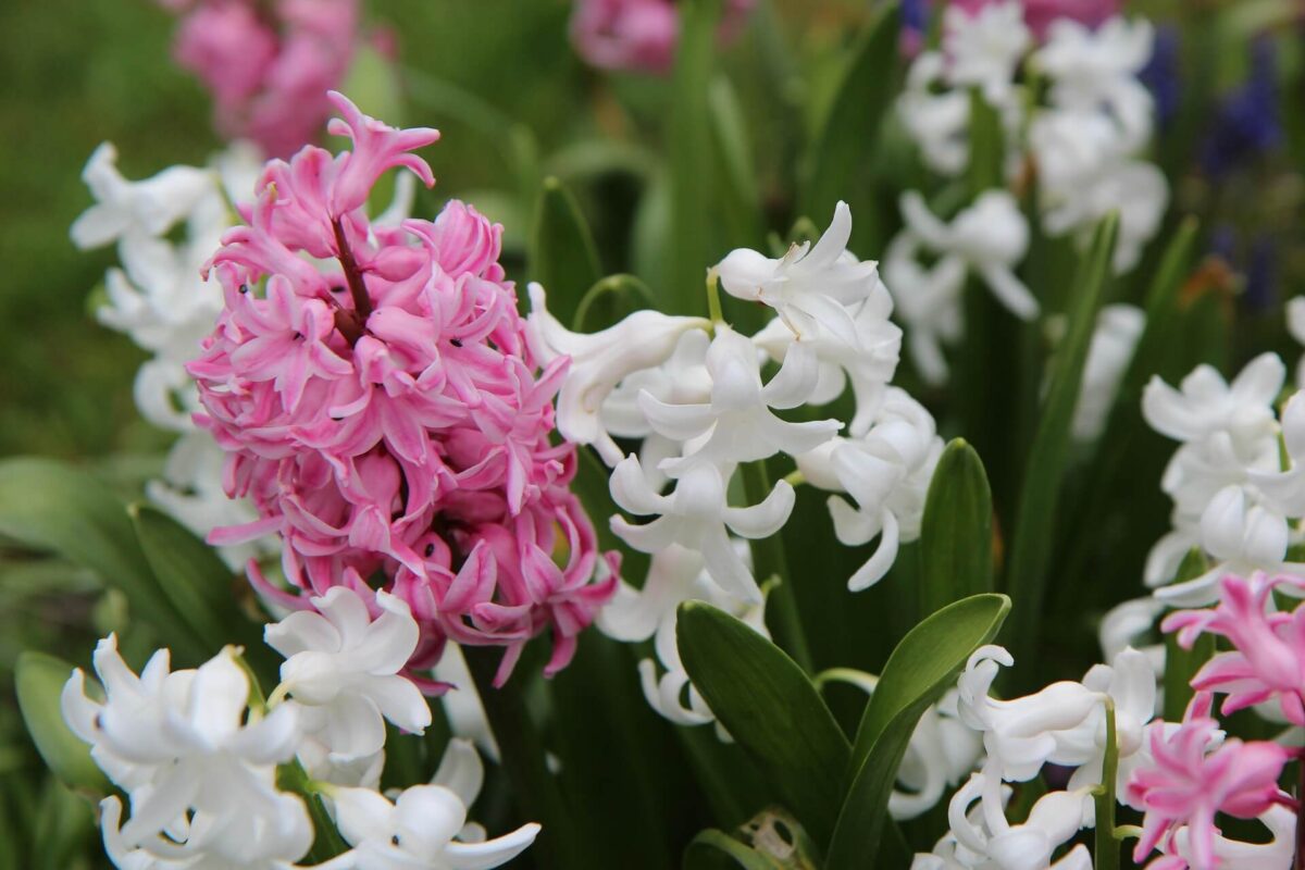 Jacinto. Plantas que exalam perfume