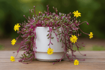 Suculenta Colar de rubi