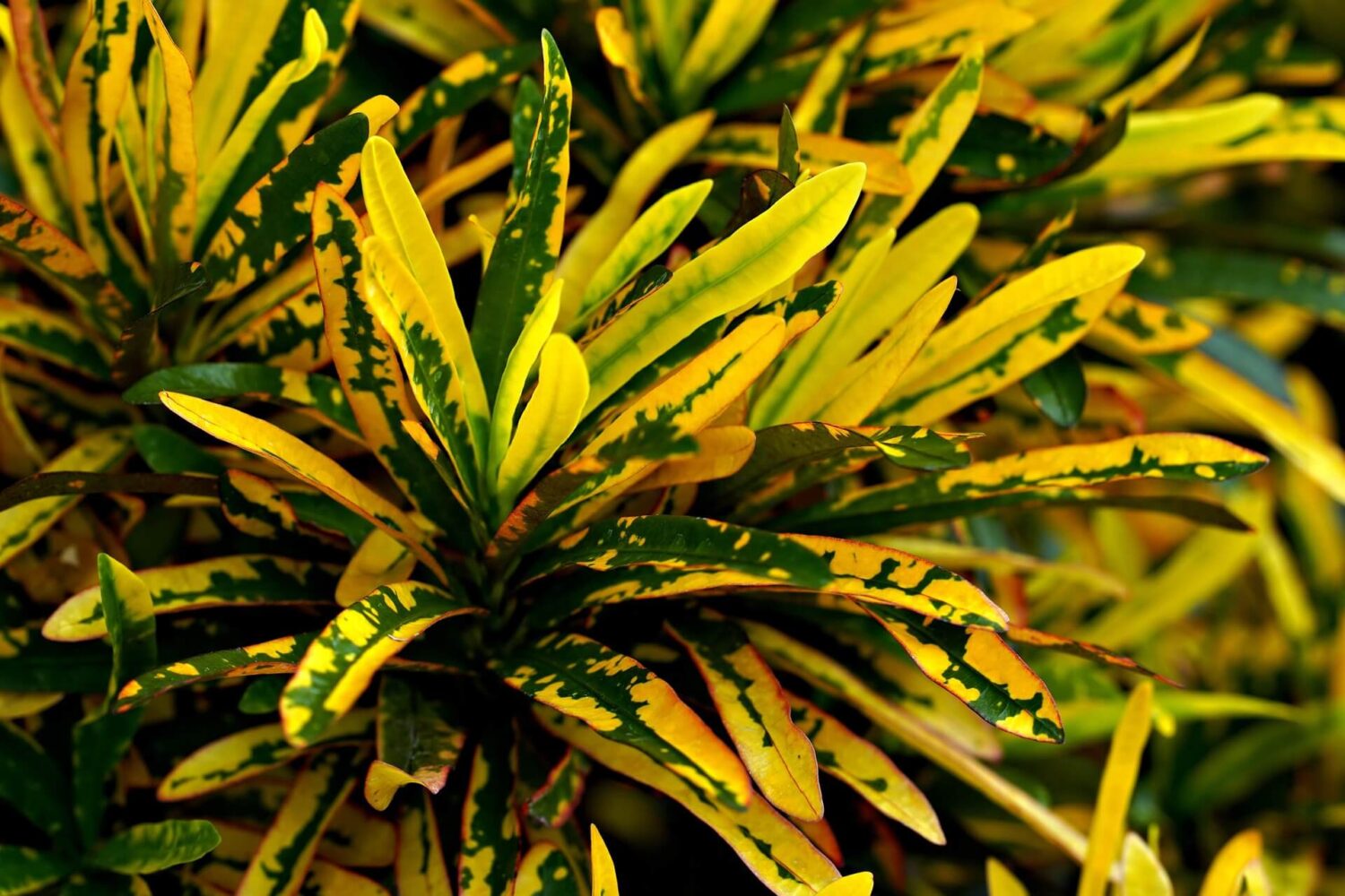 croton brasileirinho