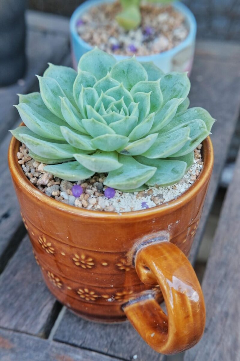 echeveria