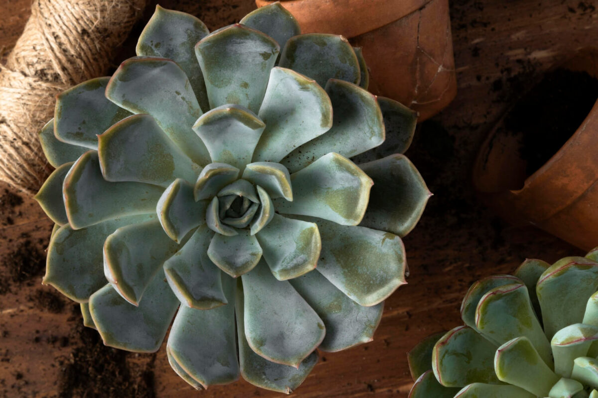 rosa de pedra