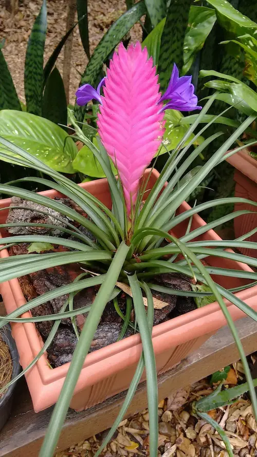 Bromelia-Tillandsia