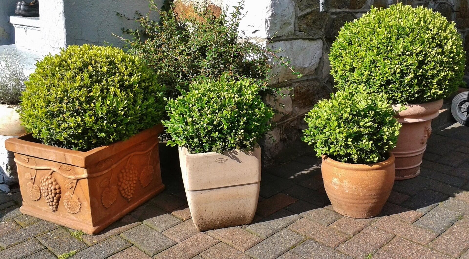 Plantas de Pequeno Porte para Jardim - Buxinho_Buxus sempervirens Nana