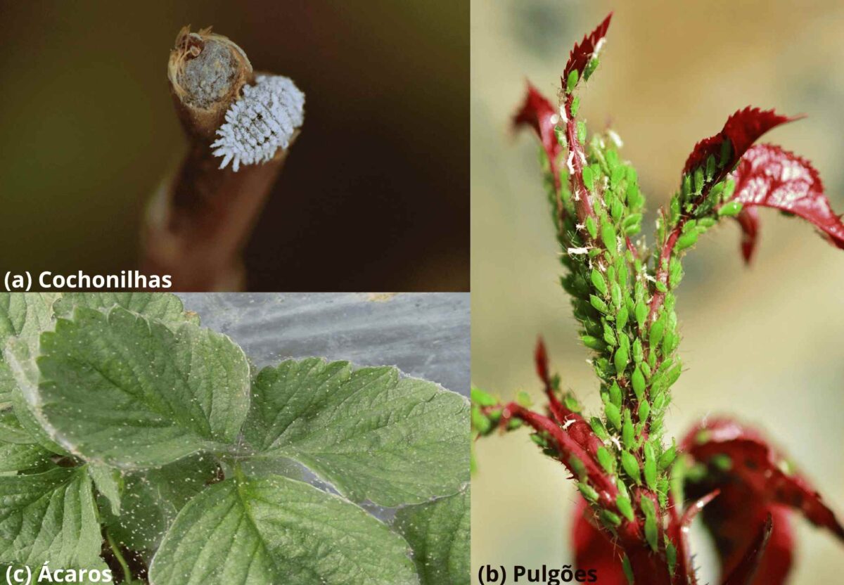 Cochonilhas. Pulgões. Ácaros