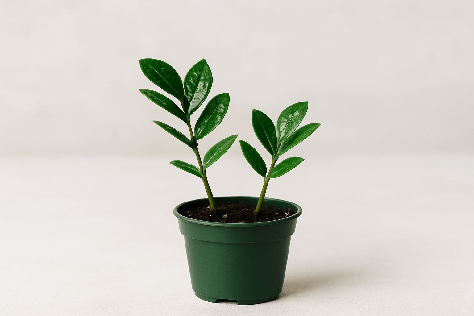 Como Fazer Muda de Zamioculca