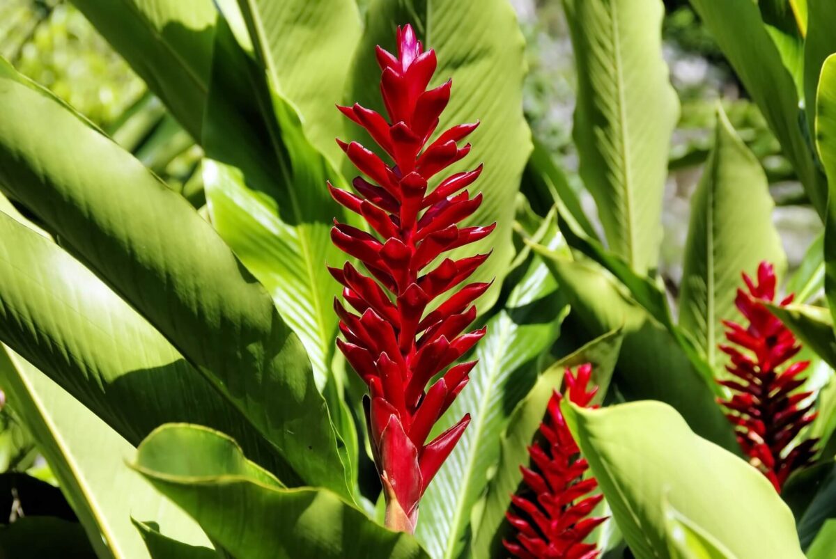 Flores que Adoram Sol e Florescem o Ano Todo_Alpinía